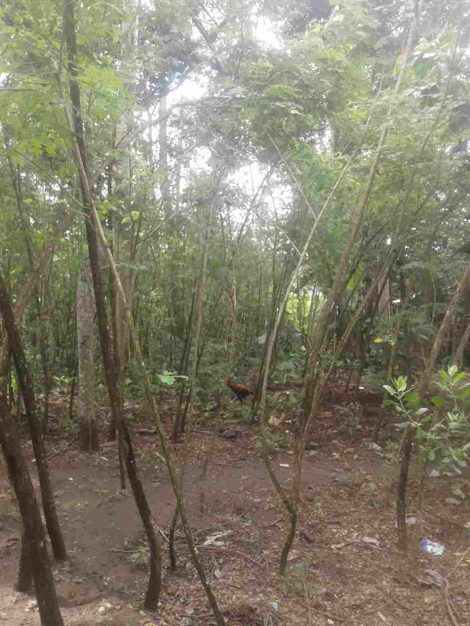jual Jual pohon bibit trembesi 081292127731