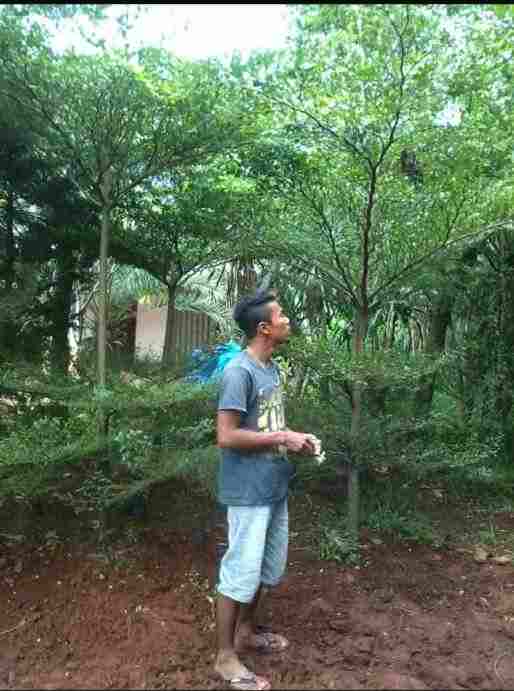 jual Jual pohon ketapang kencana.dll 081292127731