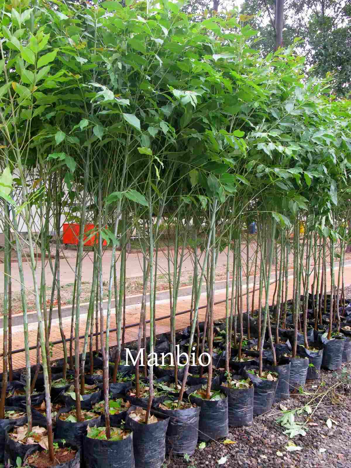 Jual Jual pohon manbio eucalyptus leda Lutfiflora 