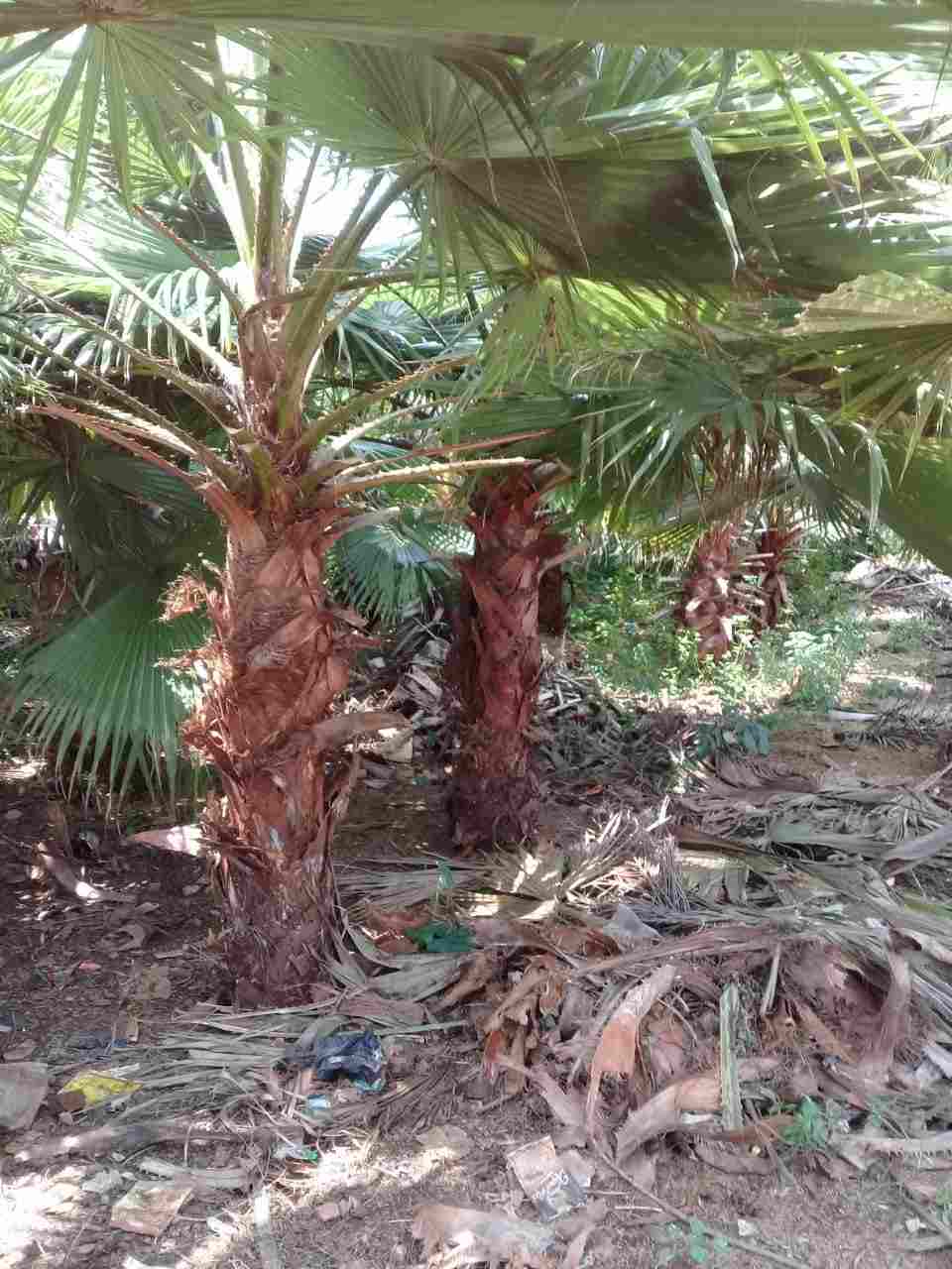 jual Jual pohon palem sadeng 081292127731