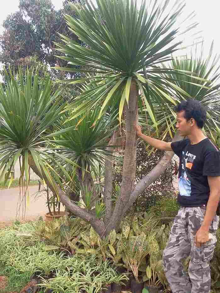 jual Jual pohon pandan bali 081292127731