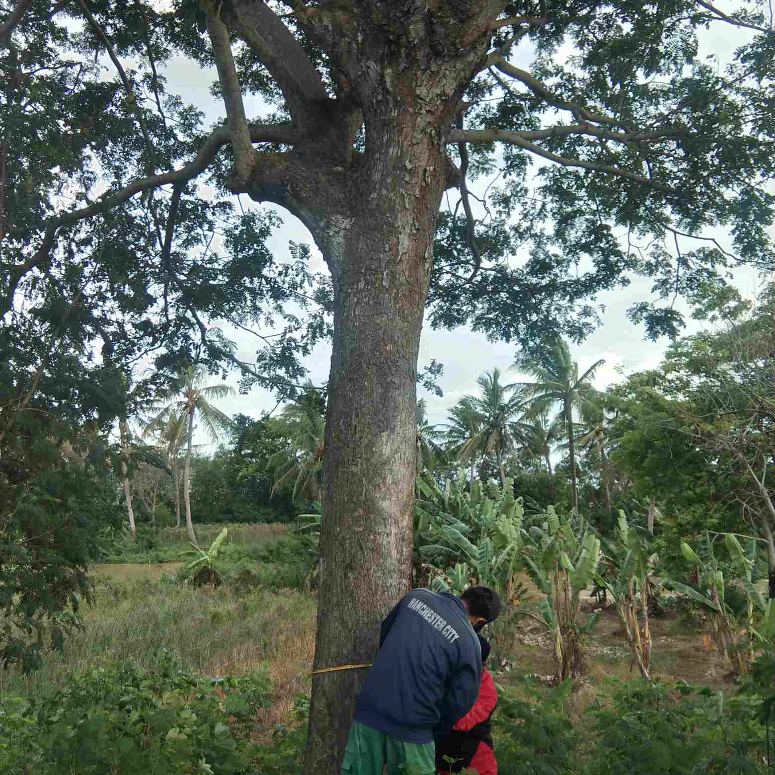 jual Jual pohon trembesi besar 081292127731