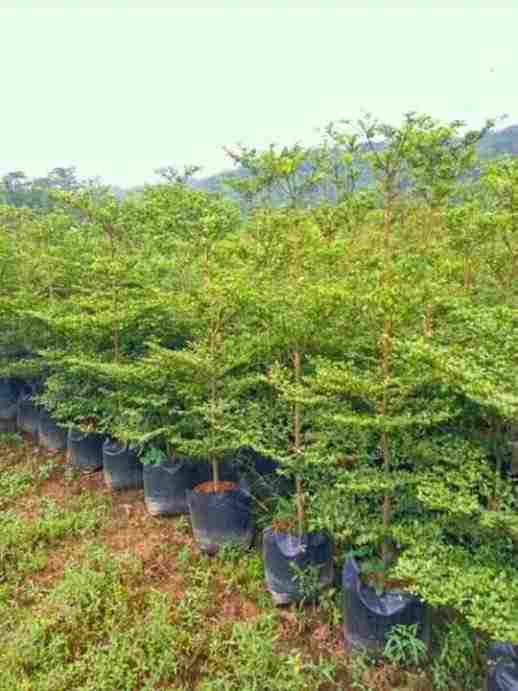 jual Jual pohon Sikat botol 081292127731