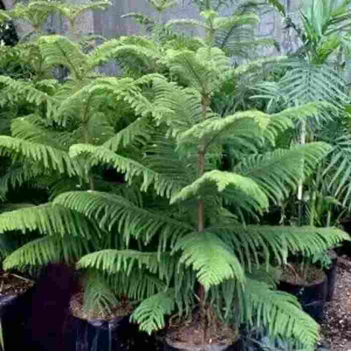 Jual Jual pohon dadap  merah dll Lutfiflora LUTFIFLORA