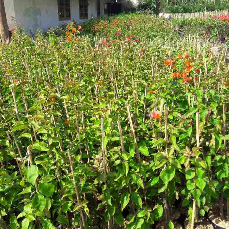 jual Jual pohon Bougenville murah 081292127731