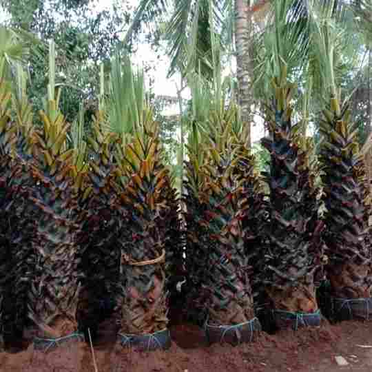 jual Jual pohon palem lontar 081292127731