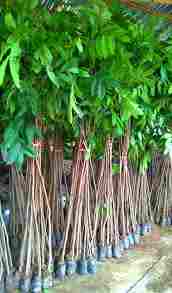 jual Jual pohon oleander 081292127731