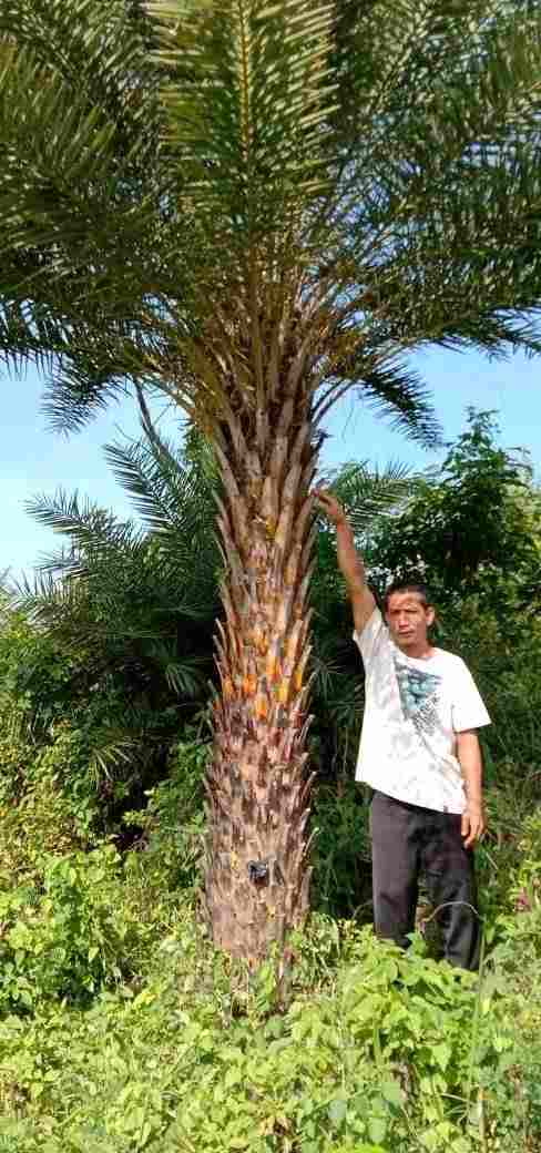 jual Jual pohon palem kenari 081292127731