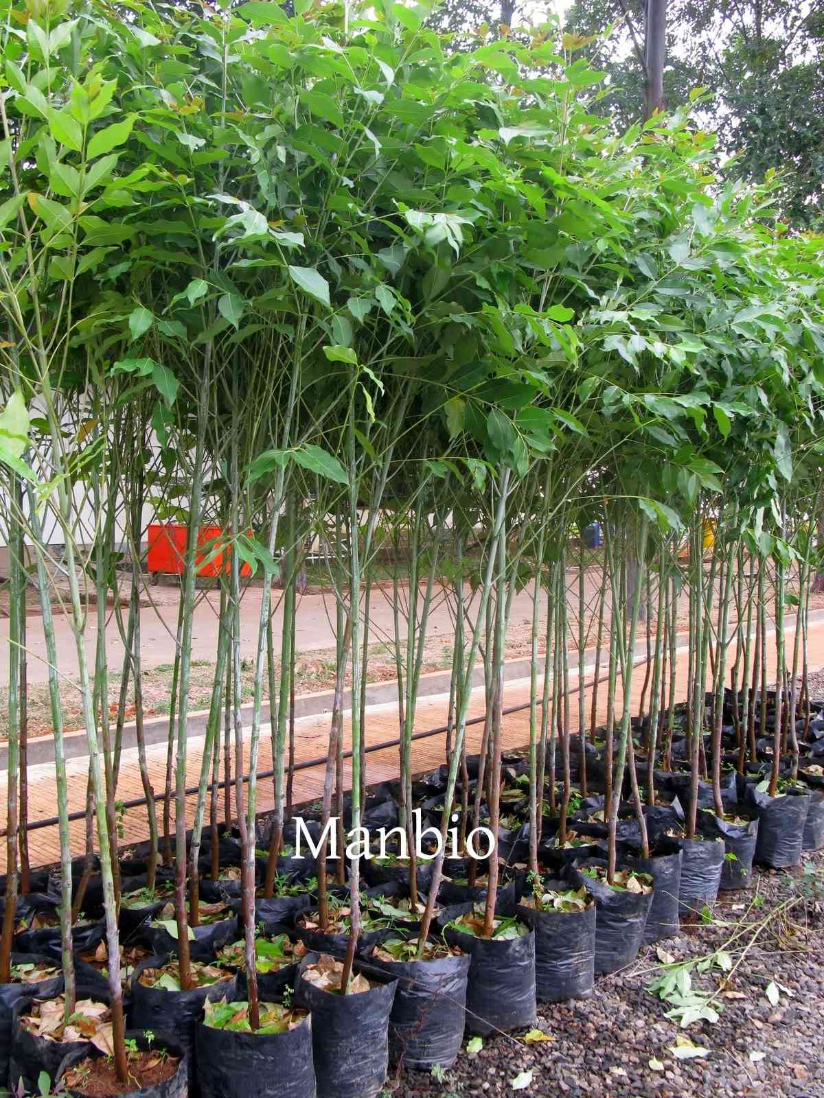  Jual  Jual  pohon  jacaranda dll Lutfiflora LUTFIFLORA