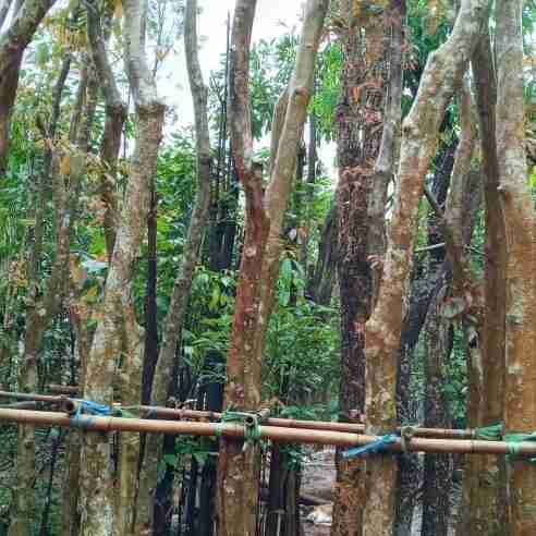 Jual pohon palem botol 081292127731