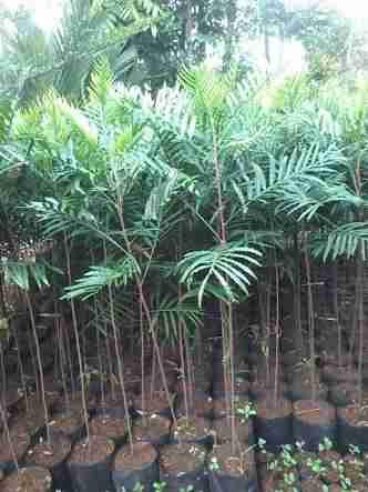 Jual Pohon Kiara Payung 081292127731