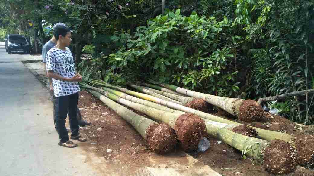 Jual pohon palem raja murah 081292127731
