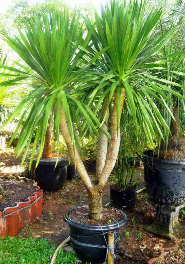 Jual pohon pandan bali 081292127731