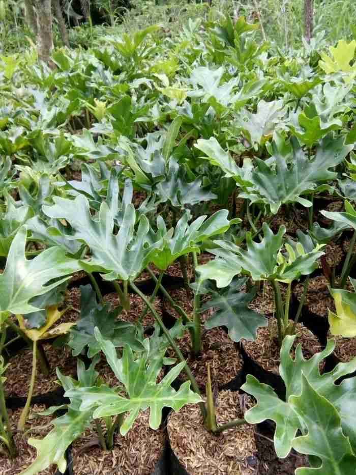 Jual pohon philodendron 081292127731