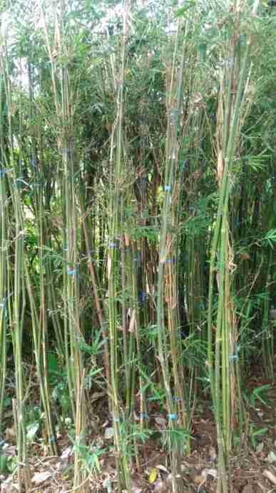 Jual pohon bambu kelisik.bambu jepang. Bambu kuningmurah