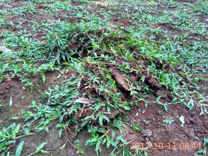 Jual rumput jepang.081292127731