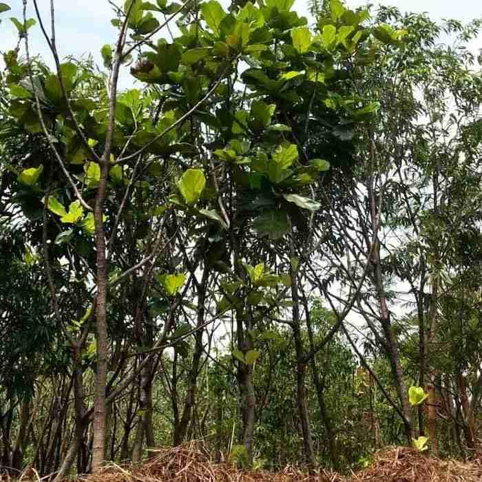 Jual pohon biola cantik 081292127731