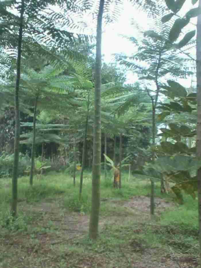 Jual pohon solobium 081292127731