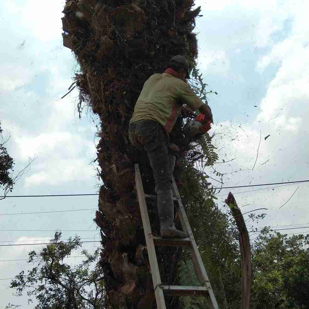 Jasa potong pohon jakarta barat 081292127731