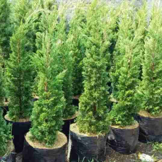 Jual pohon cemara tretes.dll 081292137731