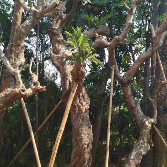 Jual pohon kamboja fosil 081292127731