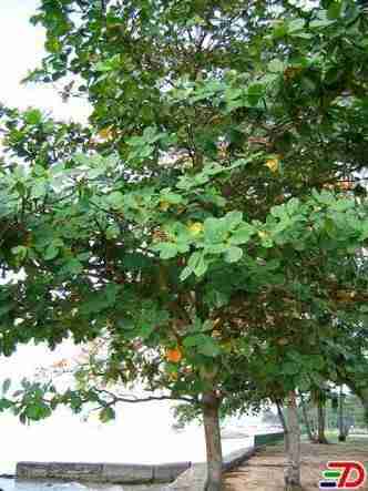 Jual pohon ketapang tingkat/ketapang kencana.dll