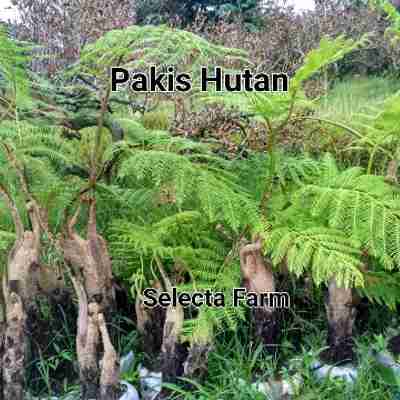 Jual pohon pakis monyet.pakis hutan.dll 081292127731