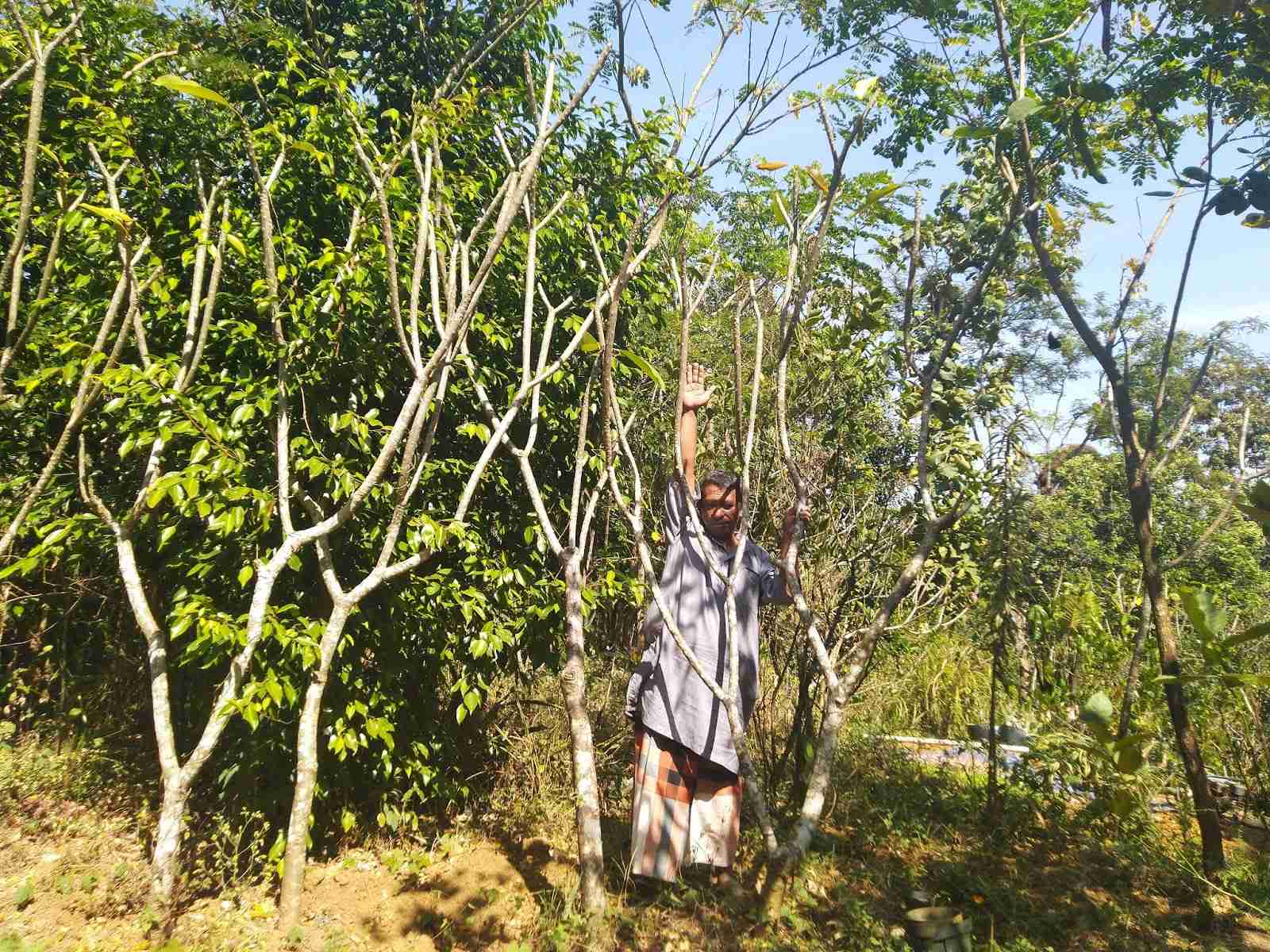 Jual pohon tabebuya kuning 081292127731