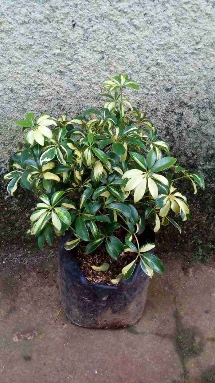 Jual pohon palem kuning 081292127731