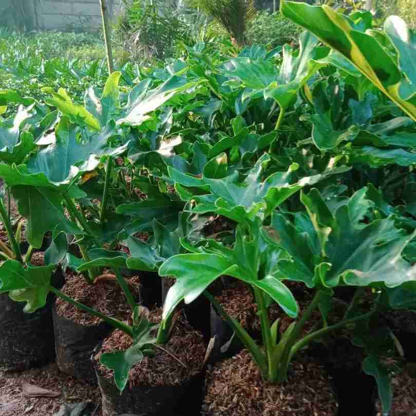 Jual pohon philodendron 081292127731