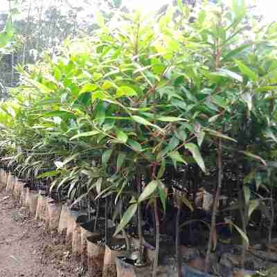 Jual pohon damar.dll 081292127731