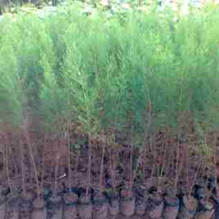 Jual pohon cemara laut 081292127731