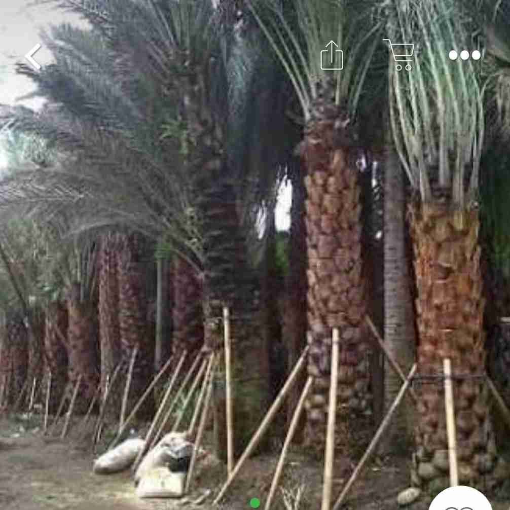Jual pohon palem kurma 081292127731