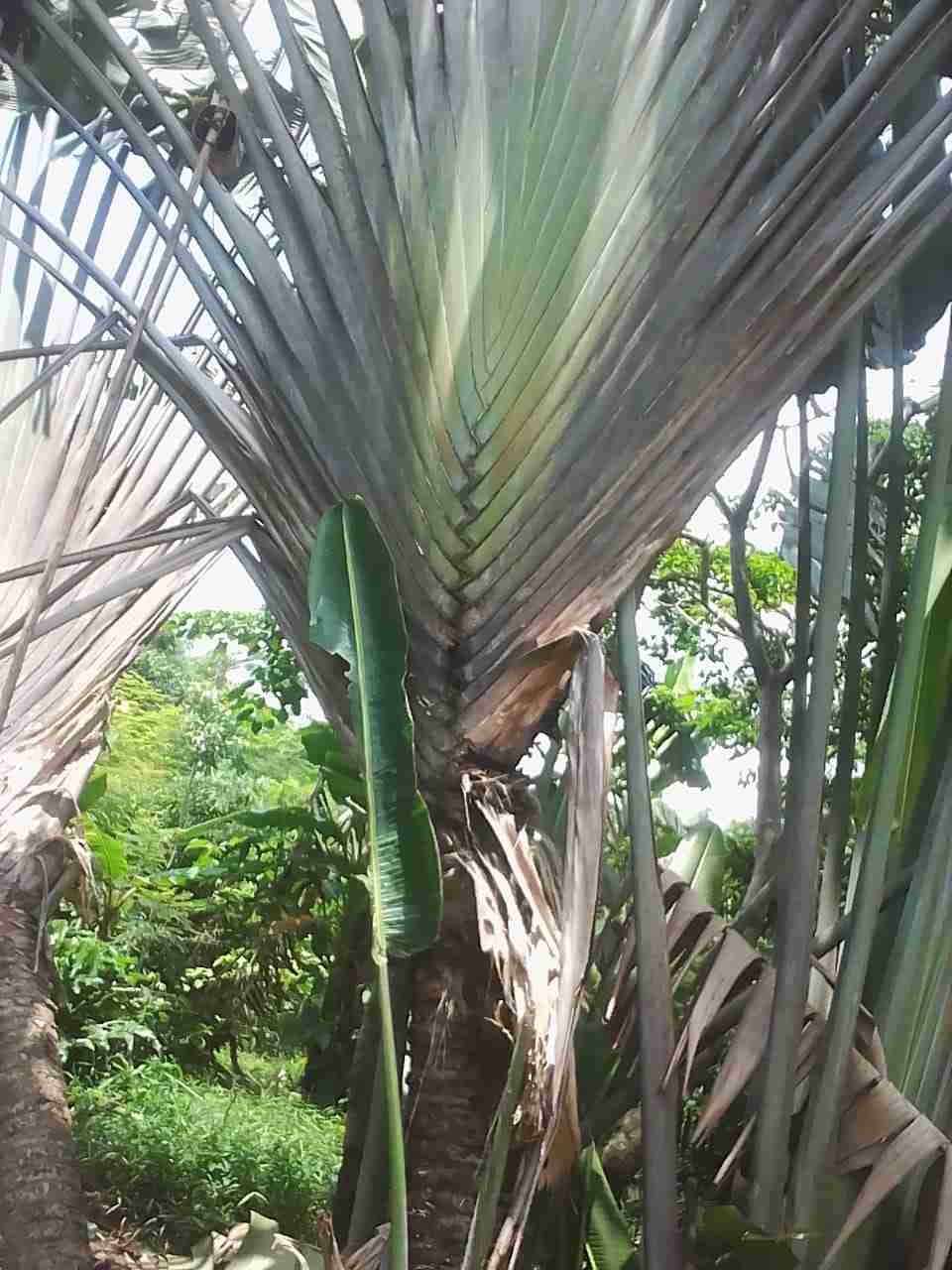 Jual pohon pisang kipas murah 081292127731