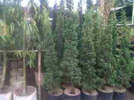 Jual pohon cemara afrika 081292127731