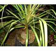 Jual pohon nolina murah 081292127731