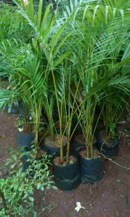 Jual pohon palem kuning murah 081292127731
