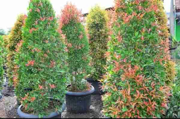 Jual pohon pucuk merah 081292127731