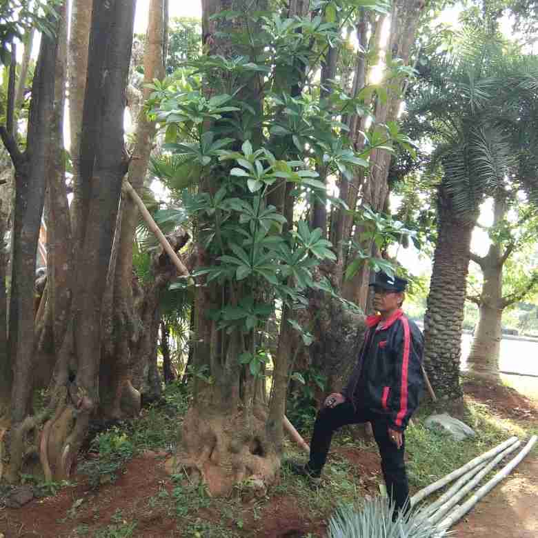 Jual pohon pule 081292127731