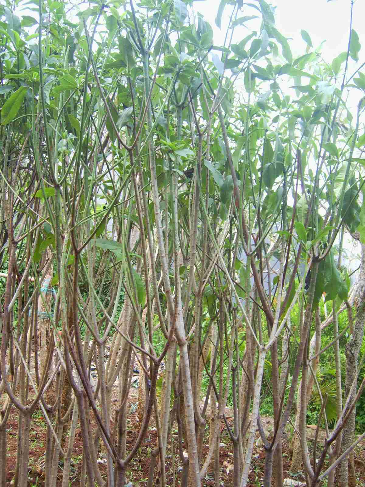 Jual pohon bintaro 081292127731