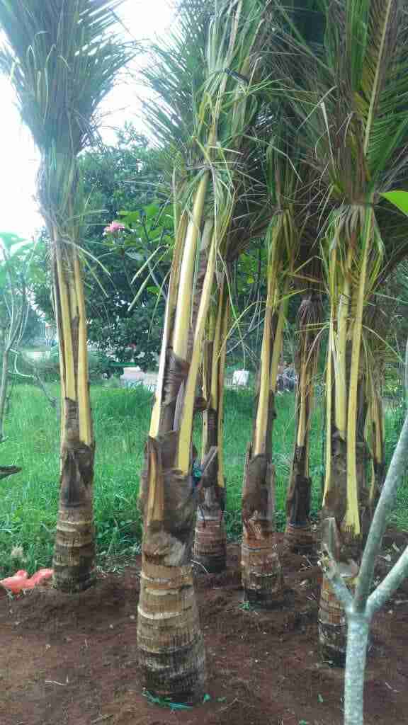 Jual pohon kelapa sayur  081292127731