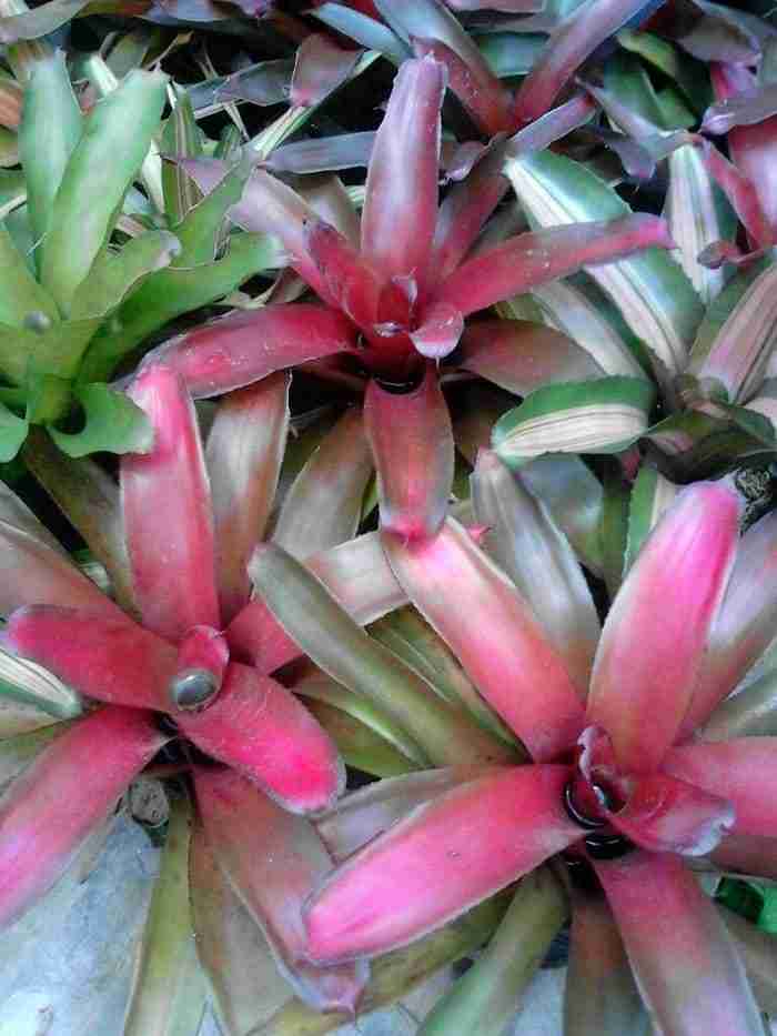 Jual pohon bromelia.dll 081292127731