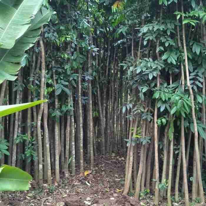 pasang taman 081292127731