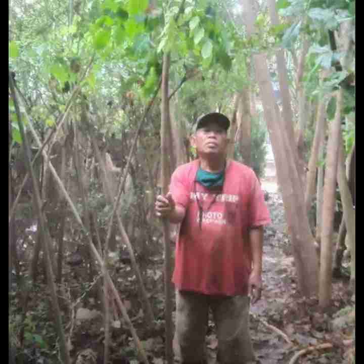 Jual pohon angsana 081292127731