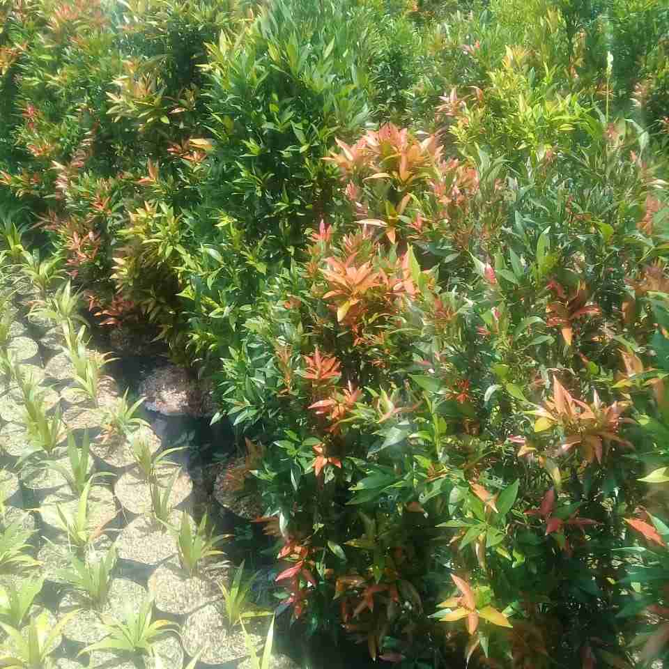 Jual pohon pucuk merah 081292127731