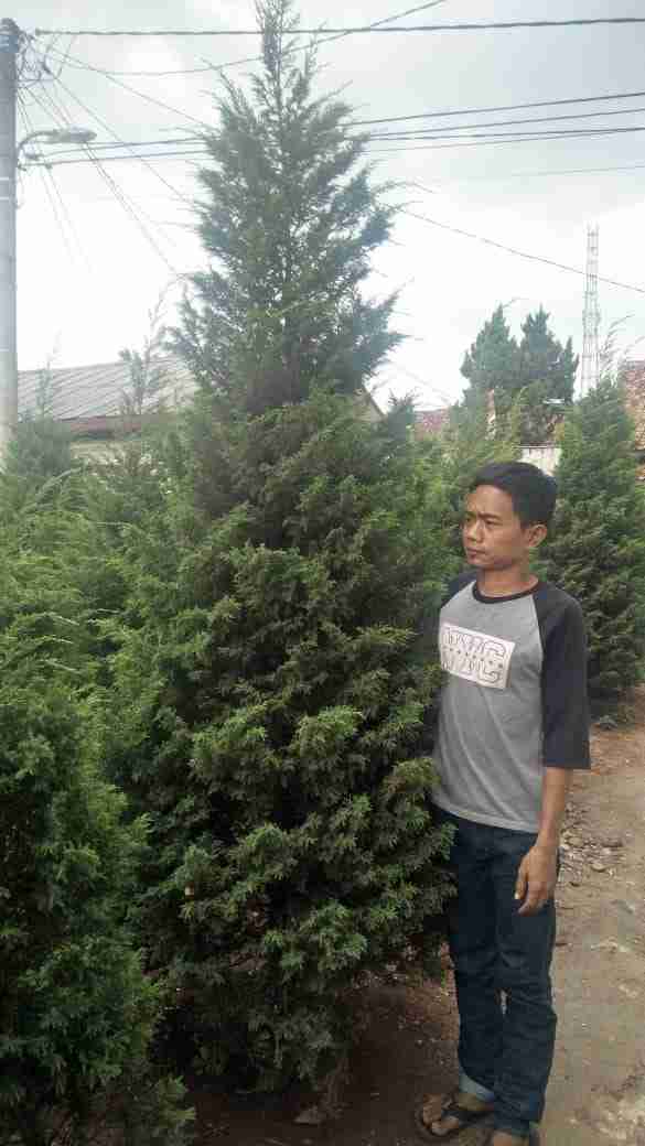 Jual pohon cemara afrika 081292127731