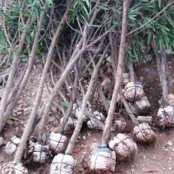 Jual pohon palem sadeng 081292127731