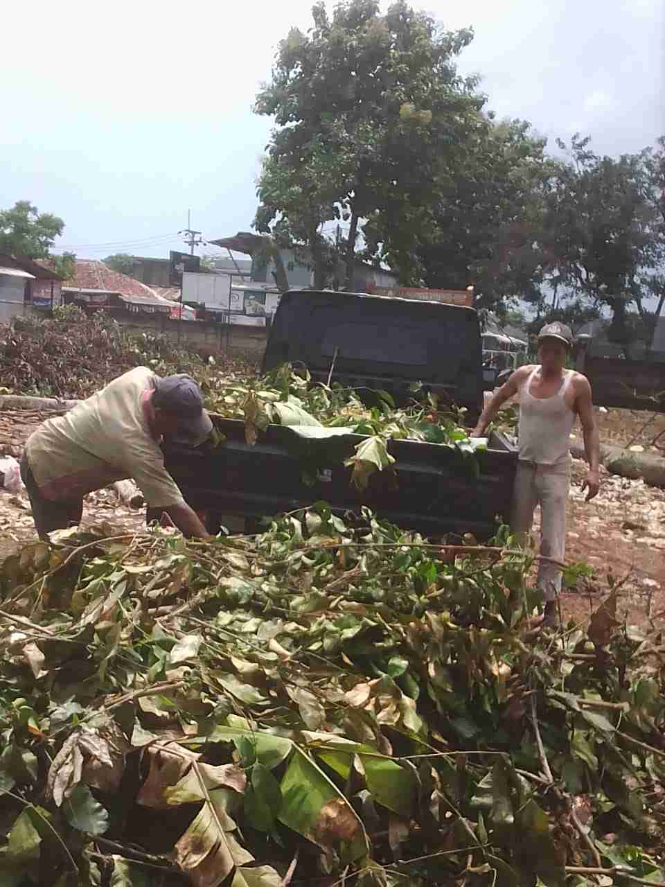 Jasa tebang pohon jakakarta pusat 081292127731