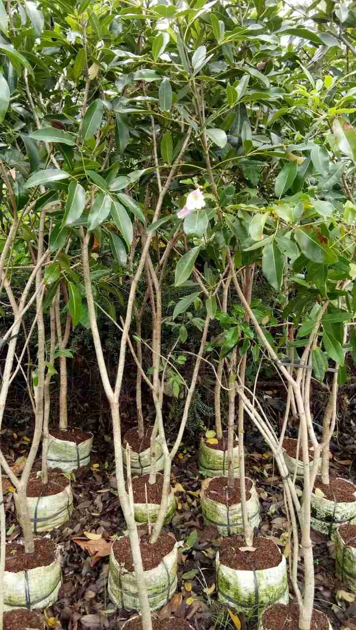 Jual pohon bungur 081292127731