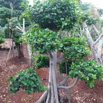 Jual pohon beringin korea 081292127731